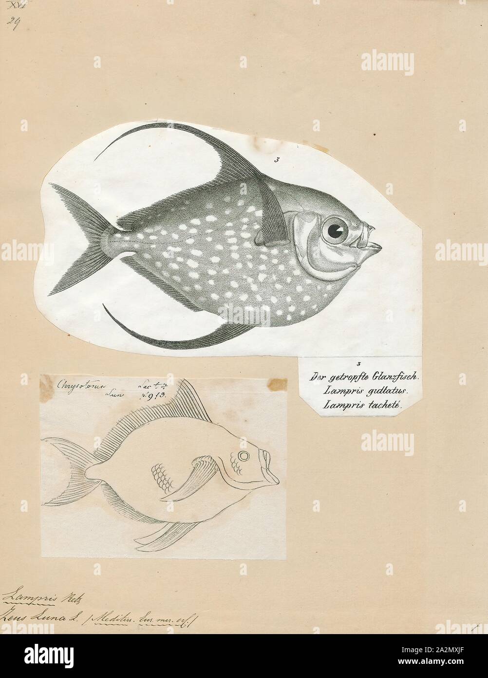 Lampris luna, Imprimer, dieux, Opahs (aussi connu sous le nom de moonfish, soleil (à ne pas confondre avec Molidae), kingfish, le pan de l'océan, et de l'aiglefin de Jérusalem) sont grandes, colorées, corps profond poissons pélagiques lampriform comprenant la petite famille Lampridae (également orthographié Lamprididae). Seulement deux espèces vivantes se produire dans un seul genre : Lampris (du grec lamprid-, 'excellent' ou 'clear'). Une espèce se trouve dans les eaux tempérées à tropicales de la plupart des océans, tandis que l'autre est limitée à une distribution circumglobale dans l'océan Austral, avec le 34°S comme sa limite nord. Deux autres Banque D'Images