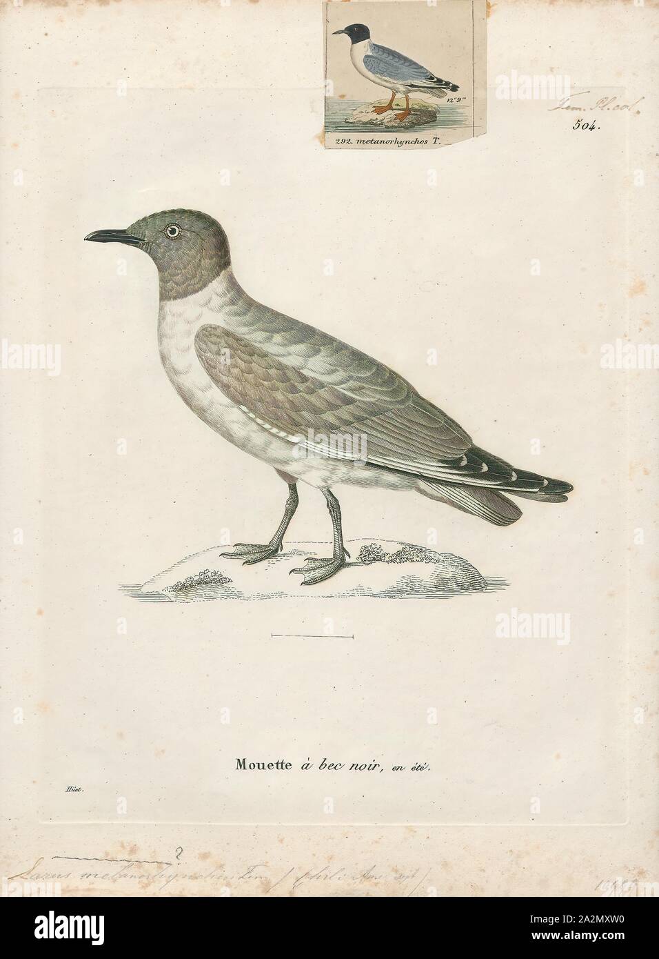 Larus philadelphia, Imprimer, mouette de Bonaparte (Chroicocephalus philadelphia) est un membre de la famille Laridae Mouette trouve principalement dans le nord de l'Amérique du Nord. À 28 à 38 cm (11 à 15 po) de longueur, c'est l'une des plus petites espèces de goéland. Son plumage est principalement blanc avec des parties supérieures gris. Pendant la saison de reproduction, mouette de Bonaparte gagne un capot gris ardoise. Les sexes sont semblables en apparence., 1700-1880 Banque D'Images