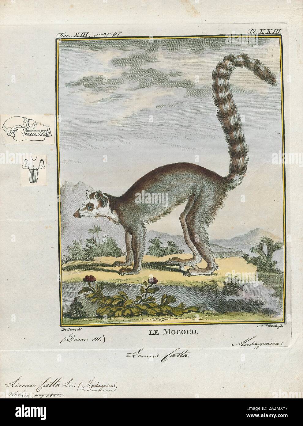 Lemur catta, Imprimer, le ring-tailed lemur (Lemur catta) est un grand primate et strepsirrhine la plus reconnue en raison de sa longue de lémuriens, queue annelée noir et blanc. Il appartient à Lemuridae, une des cinq familles de lémuriens, et est le seul membre de la famille des lémuriens. Comme tous les lémuriens c'est endémique à l'île de Madagascar. Connu localement en malgache que maky ou hira, il habite les forêts-galeries de tortue à frotter dans les régions du sud de l'île. Il est omnivore et les la plupart des lémuriens de terrestres. L'animal est diurne, être actif exclusivement dans les heures du jour., 1782 Banque D'Images