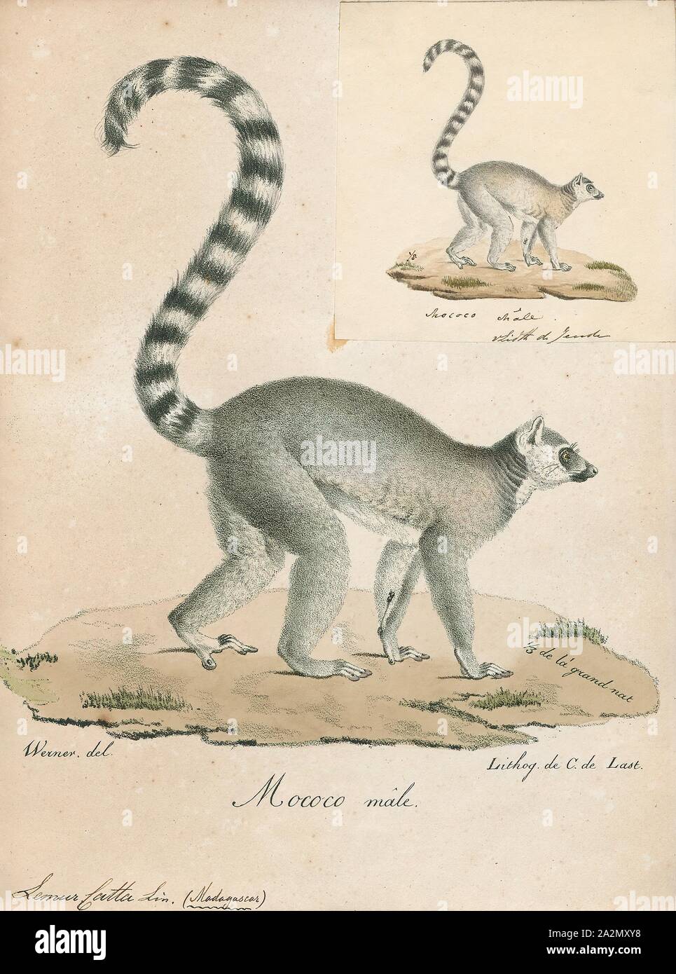 Lemur catta, Imprimer, le ring-tailed lemur (Lemur catta) est un grand primate et strepsirrhine la plus reconnue en raison de sa longue de lémuriens, queue annelée noir et blanc. Il appartient à Lemuridae, une des cinq familles de lémuriens, et est le seul membre de la famille des lémuriens. Comme tous les lémuriens c'est endémique à l'île de Madagascar. Connu localement en malgache que maky ou hira, il habite les forêts-galeries de tortue à frotter dans les régions du sud de l'île. Il est omnivore et les la plupart des lémuriens de terrestres. L'animal est diurne, être actif exclusivement dans les heures du jour., 1818-1842 Banque D'Images