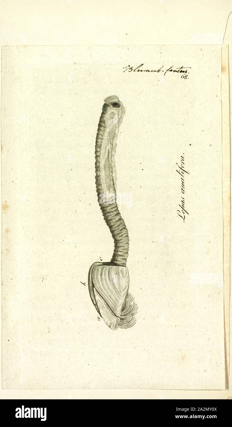 Lepas anatifera anatifera, Print, Lepas, communément connue sous le nom de cygne pélagiques ou balane balane cygne lisse, est une espèce de barnacle dans la famille Lepadidae. Ces balanes sont trouvés, souvent en grand nombre, attachés par leurs pédoncules de bois flottants, la coque des navires, des jetées, des pilotis, des algues et diverses sortes de flotsam Banque D'Images