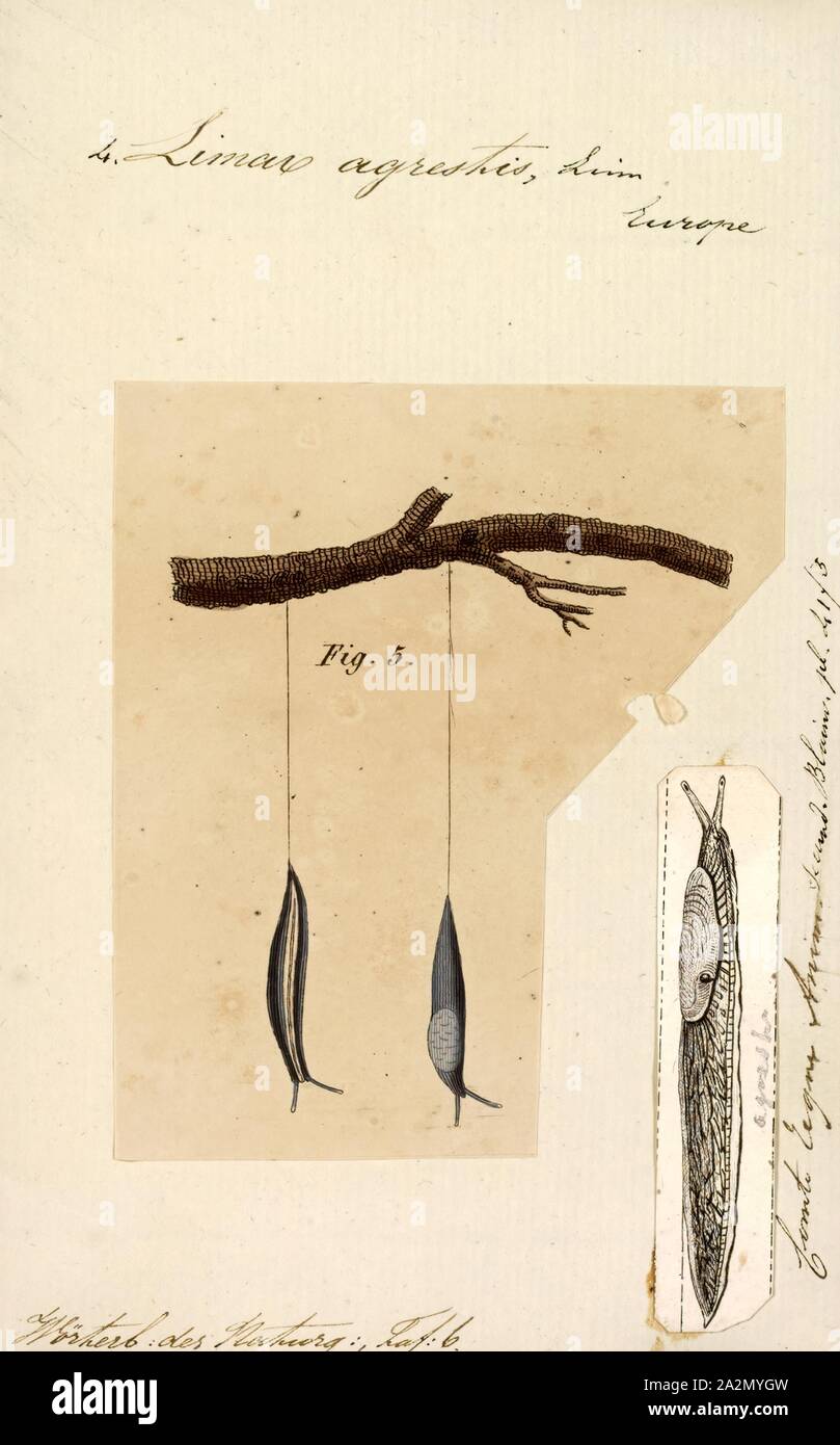 Limax agrestis, Imprimer, Limax est une espèce de Colibri les limaces dans l