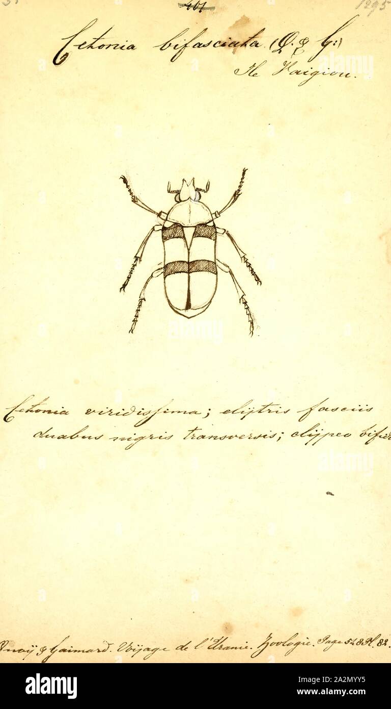 Lomaptera Lomaptera, imprimer, les coléoptères sont de la sous-famille des Cetoniinae tribu, Schizorhinini. Le genre a été créé par Gory &AMP ; Percheron, en 1833. L'espèce type du genre est Cetonia Papouasie Guérin-Méneville, 1830. Ce cetoniids ont l'extrémité de l'scutellum invisible, qui fait la différence avec l'espèce Ischiopsopha Banque D'Images