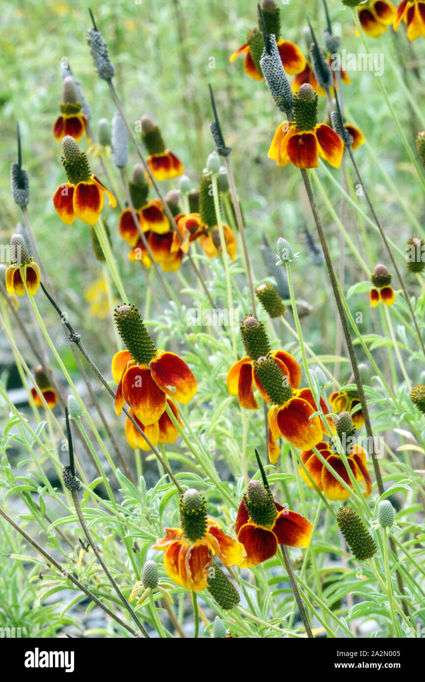 Mexican Hat Ratibida columnifera Banque D'Images