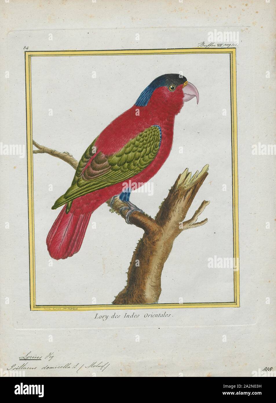 Lorius domicella, Imprimer, le purple-cou lory (Lorius domicella) est une espèce de passereaux de la famille des Psittaculidae. C'est endémique de la forêt vers les îles de la SERAM, Ambon, et peut-être aussi d'Haruku et Saparua, Sud Maluku, l'Indonésie. Il est considéré comme en voie de disparition, la principale menace étant du piégeage pour le commerce des oiseaux de cage, 1700-1880. Banque D'Images