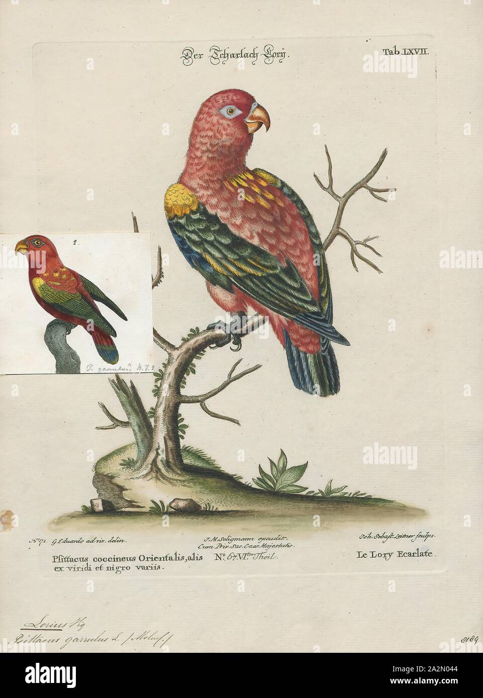 Bird Cage Print Photos Bird Cage Print Images Alamy