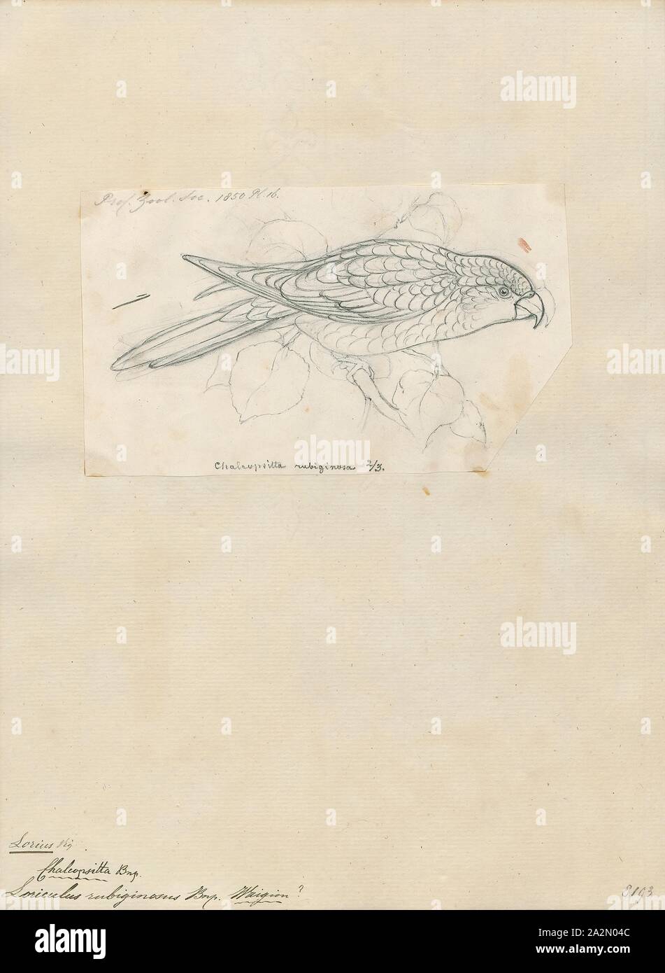 Lorius rubiginosus, Imprimer, Lorius est un genre de la famille des perroquets lorikeet dans Psittaculidae. Le genre comprend 6 espèces qui sont distribués par les Moluques en Indonésie par la Guinée pour les Îles Salomon. Ils ont le plumage rouge caractéristique avec des quantités variables de bleu (et dans un peu de jaune et blanc), ailes vertes, et dans toutes les espèces, sauf un, une couronne noire. Les factures sont orange et les pieds sont gris., 1850 Banque D'Images