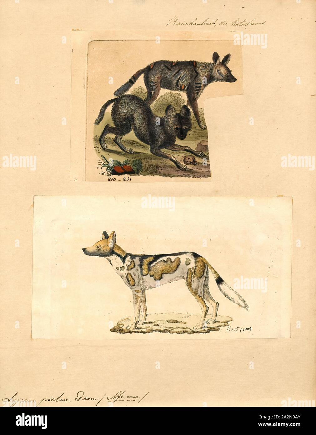 Lycaon pictus, Imprimer, le chien sauvage d'Afrique (Lycaon pictus) est un canidé originaire d'Afrique sub-saharienne. C'est le plus grand de sa famille en Afrique, et le seul membre du genre Lycaon, qui se distingue de Canis par hautement spécialisés de la dentition d'un hypercarnivorous l'alimentation, et un manque d'ergots. Il a été classé comme en danger par l'UICN en 2016, car il avait disparu de la plus grande partie de son aire d'origine. 2016 La population était estimée à environ 39 sous-populations contenant 6, 600 adultes, seulement 1, 400 étaient des reproducteurs. Le déclin de ces populations sont en cours, en raison de Banque D'Images