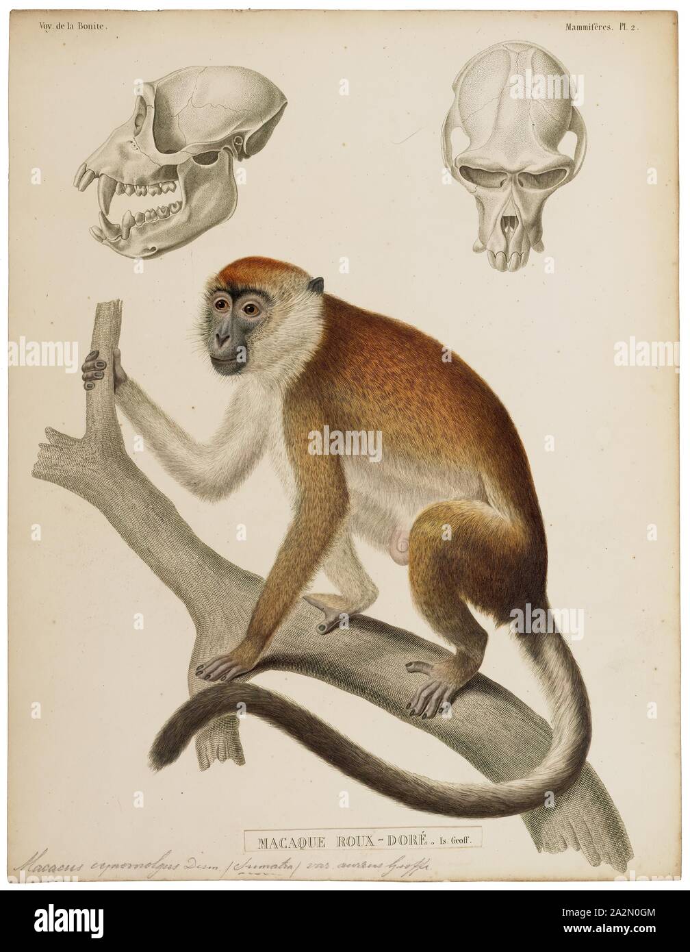 Macaques Macacus, Imprimer, 1841-1852 Banque D'Images