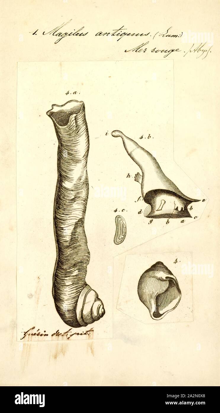 Magilus antiquus, Imprimer, Magilus antiquus, le nom commun Magilus coral escargot, est une espèce de pseudoscorpions de la famille Lophiomyinae, le murex ou escargots escargots rock Banque D'Images