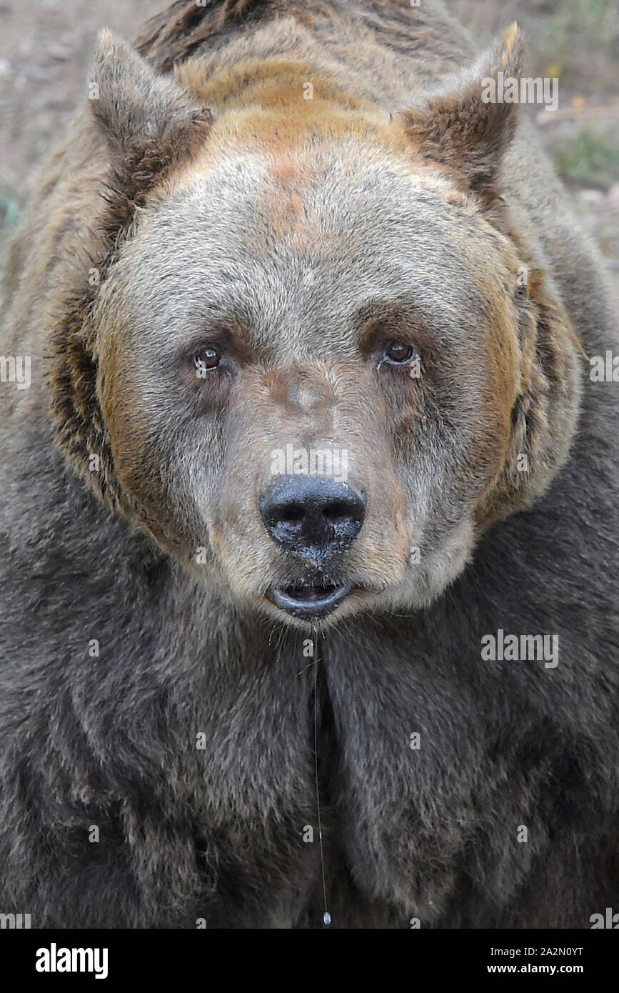 Pilsen, République tchèque. 06Th Oct, 2019. Un ours brun (Ursus arctos), 38-ans appelé sanglier Pista, est vue dans le Zoo de Plzen, République tchèque, le 3 octobre 2019. Photo : CTK Miroslav Chaloupka/Photo/Alamy Live News Banque D'Images