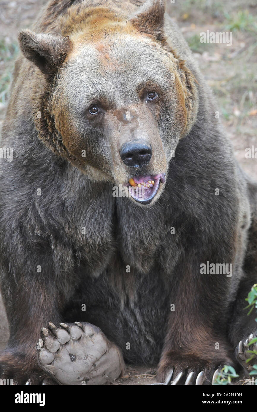 Pilsen, République tchèque. 06Th Oct, 2019. Un ours brun (Ursus arctos), 38-ans appelé sanglier Pista, est vue dans le Zoo de Plzen, République tchèque, le 3 octobre 2019. Photo : CTK Miroslav Chaloupka/Photo/Alamy Live News Banque D'Images