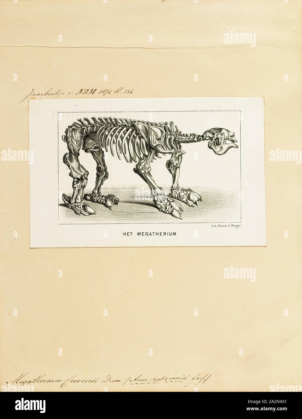 Megatherium cuvierii, Imprimer, Megatherium est un genre d'elephant-paresseux de la taille d'un endémique de l'Amérique du Sud, parfois appelé le paresseux marcheur géant, qui a vécu de la début du Pliocène jusqu'à la fin du Pléistocène.seulement quelques autres mammifères terrestres était égale ou supérieure en taille Megatherium, tels que les grands proboscideans (par exemple, les éléphants) et le rhinocéros géant Paraceratherium. Megatherium a été découvert pour la première fois en 1788 sur la rive de la rivière Luján en Argentine, l'holotype a été expédiée vers l'Espagne l'année suivante où il a attiré l'attention de l'éminent paléontologue Banque D'Images