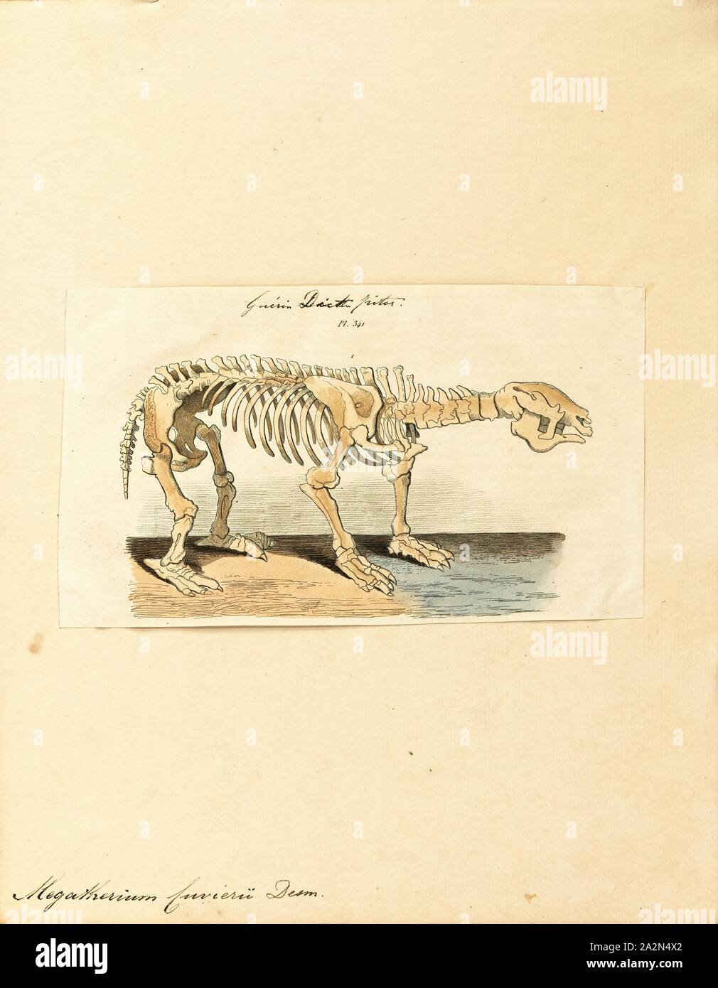 Megatherium cuvierii, Imprimer, Megatherium est un genre d'elephant-paresseux de la taille d'un endémique de l'Amérique du Sud, parfois appelé le paresseux marcheur géant, qui a vécu de la début du Pliocène jusqu'à la fin du Pléistocène.seulement quelques autres mammifères terrestres était égale ou supérieure en taille Megatherium, tels que les grands proboscideans (par exemple, les éléphants) et le rhinocéros géant Paraceratherium. Megatherium a été découvert pour la première fois en 1788 sur la rive de la rivière Luján en Argentine, l'holotype a été expédiée vers l'Espagne l'année suivante où il a attiré l'attention de l'éminent paléontologue Banque D'Images