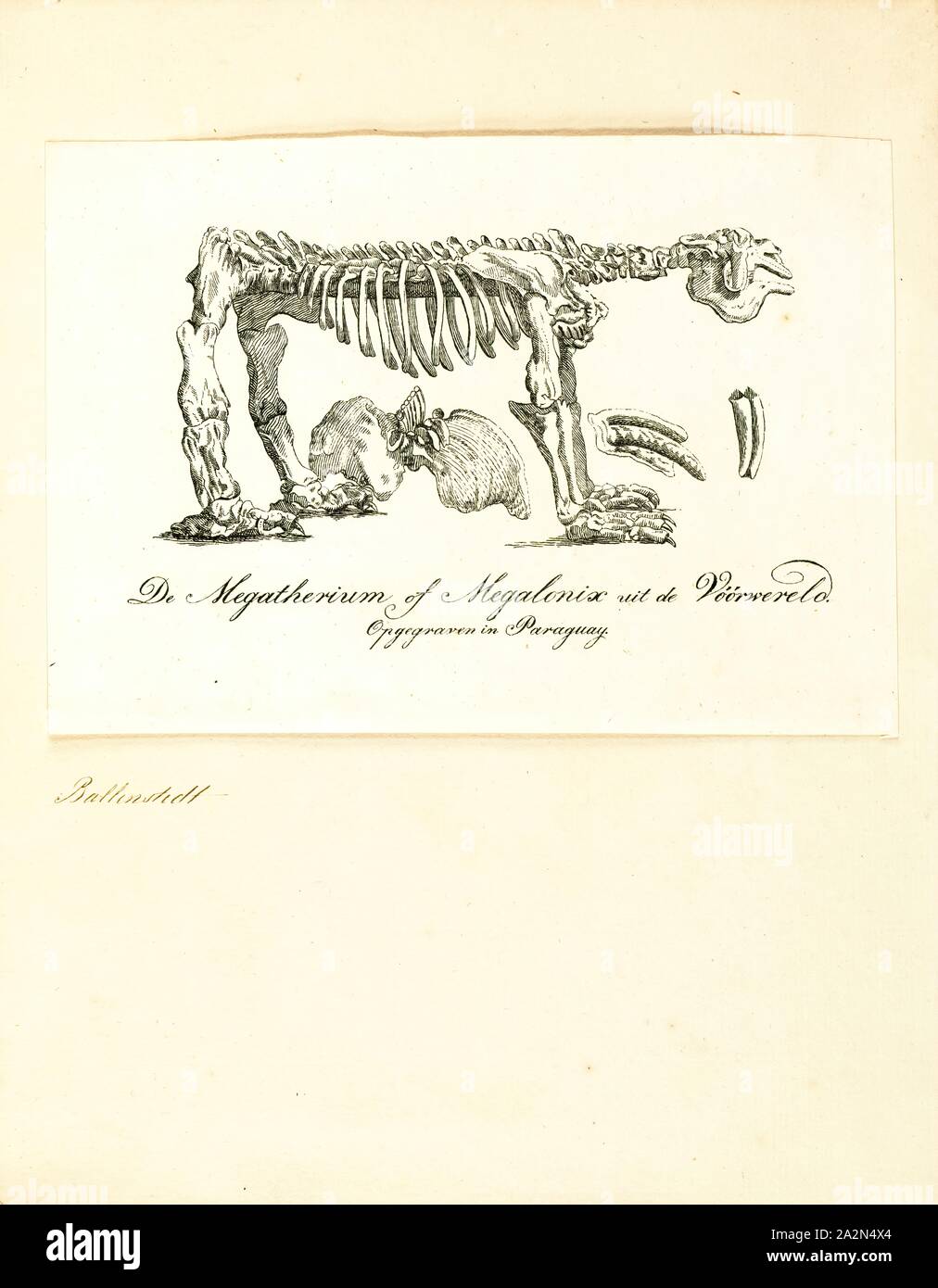 Megatherium cuvierii, Imprimer, Megatherium est un genre d'elephant-paresseux de la taille d'un endémique de l'Amérique du Sud, parfois appelé le paresseux marcheur géant, qui a vécu de la début du Pliocène jusqu'à la fin du Pléistocène.seulement quelques autres mammifères terrestres était égale ou supérieure en taille Megatherium, tels que les grands proboscideans (par exemple, les éléphants) et le rhinocéros géant Paraceratherium. Megatherium a été découvert pour la première fois en 1788 sur la rive de la rivière Luján en Argentine, l'holotype a été expédiée vers l'Espagne l'année suivante où il a attiré l'attention de l'éminent paléontologue Banque D'Images