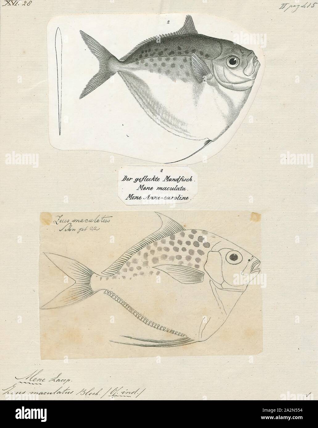 Mene Poisson Mene maculata, Imprimer, Mene maculata, l'Moonfish, est le seul membre ...