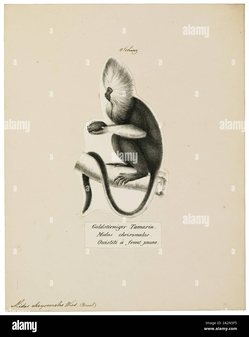 Midas chrysomelas, Imprimer, 1809-1845 Banque D'Images