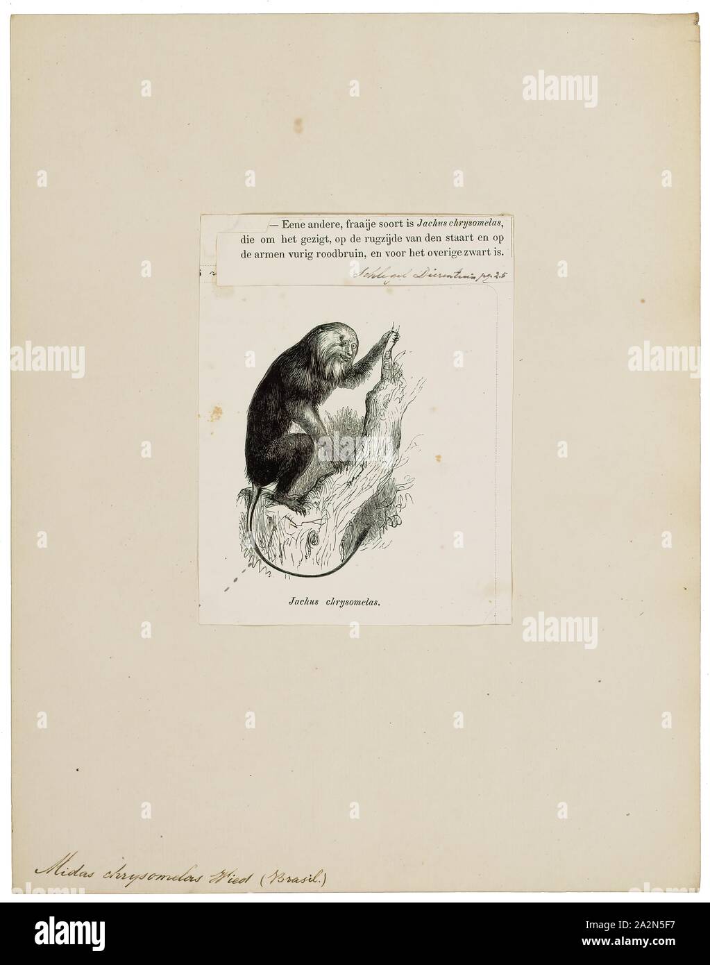 Midas chrysomelas, Imprimer, 1872 Banque D'Images