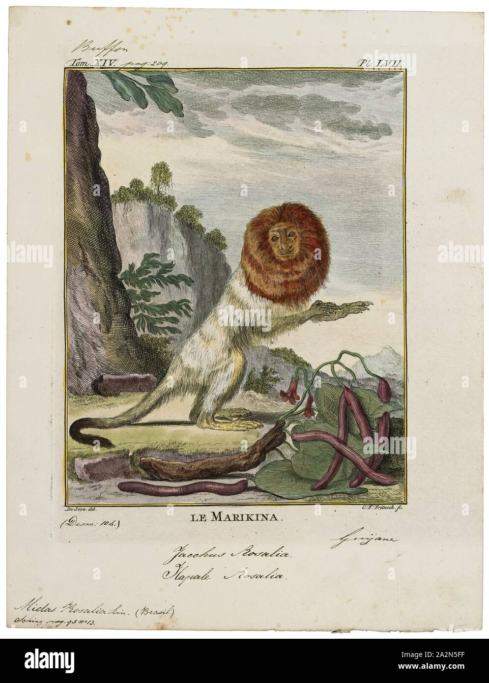 Midas rosalia, Imprimer, 1700-1880 Banque D'Images