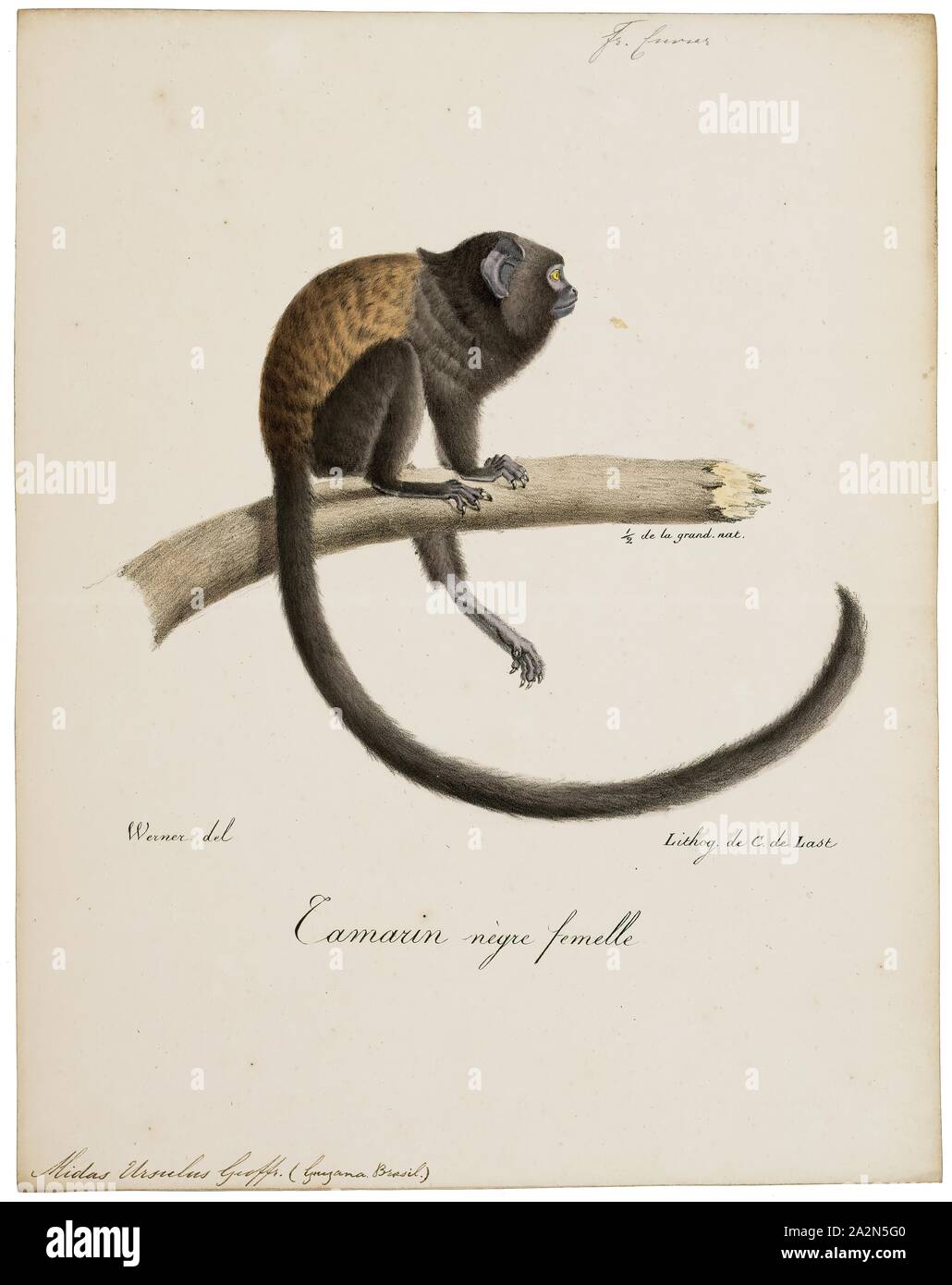 Midas ursulus, Imprimer, 1818-1842 Banque D'Images