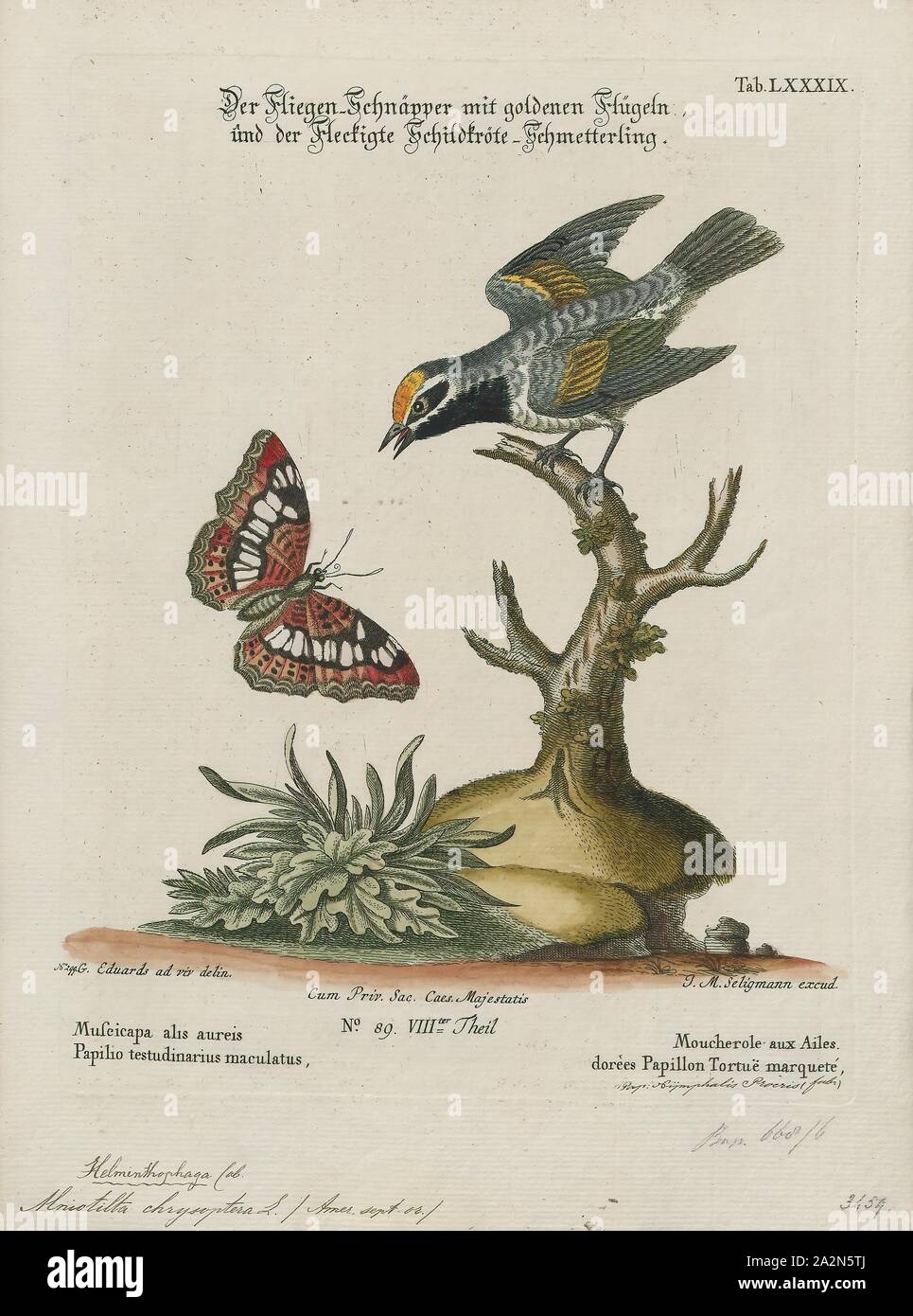 Chrysoptera Mniotilta, Imprimer, 1700-1880 Banque D'Images