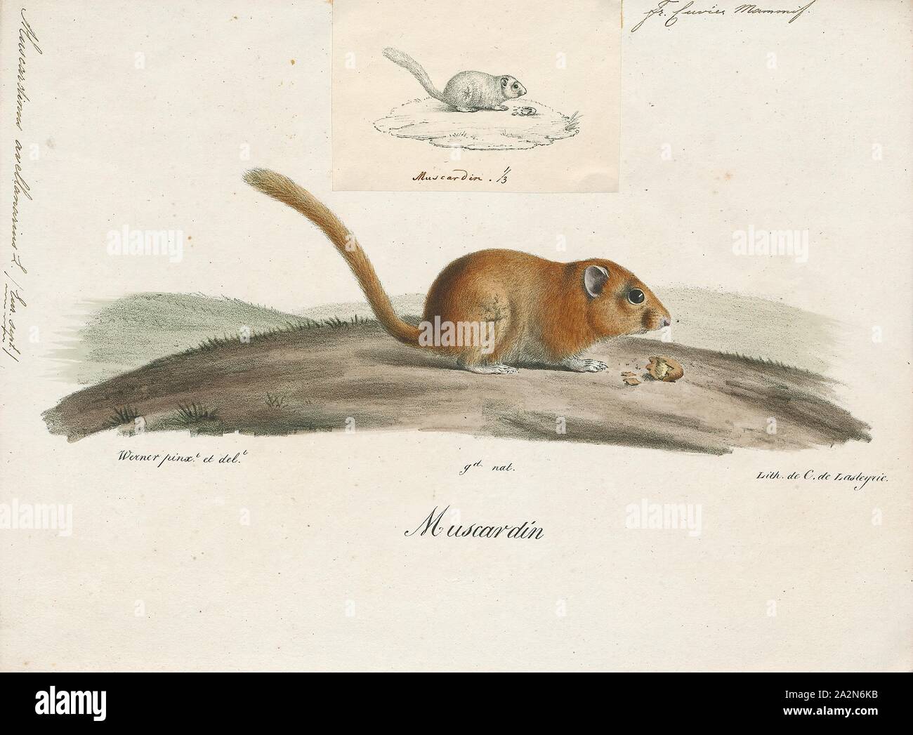 Muscardinus avellanarius, Imprimer, le noisetier commun ou dormeuse dormeuse (Muscardinus avellanarius) est un petit mammifère et la seule espèce vivante du genre Muscardinus., 1700-1880 Banque D'Images
