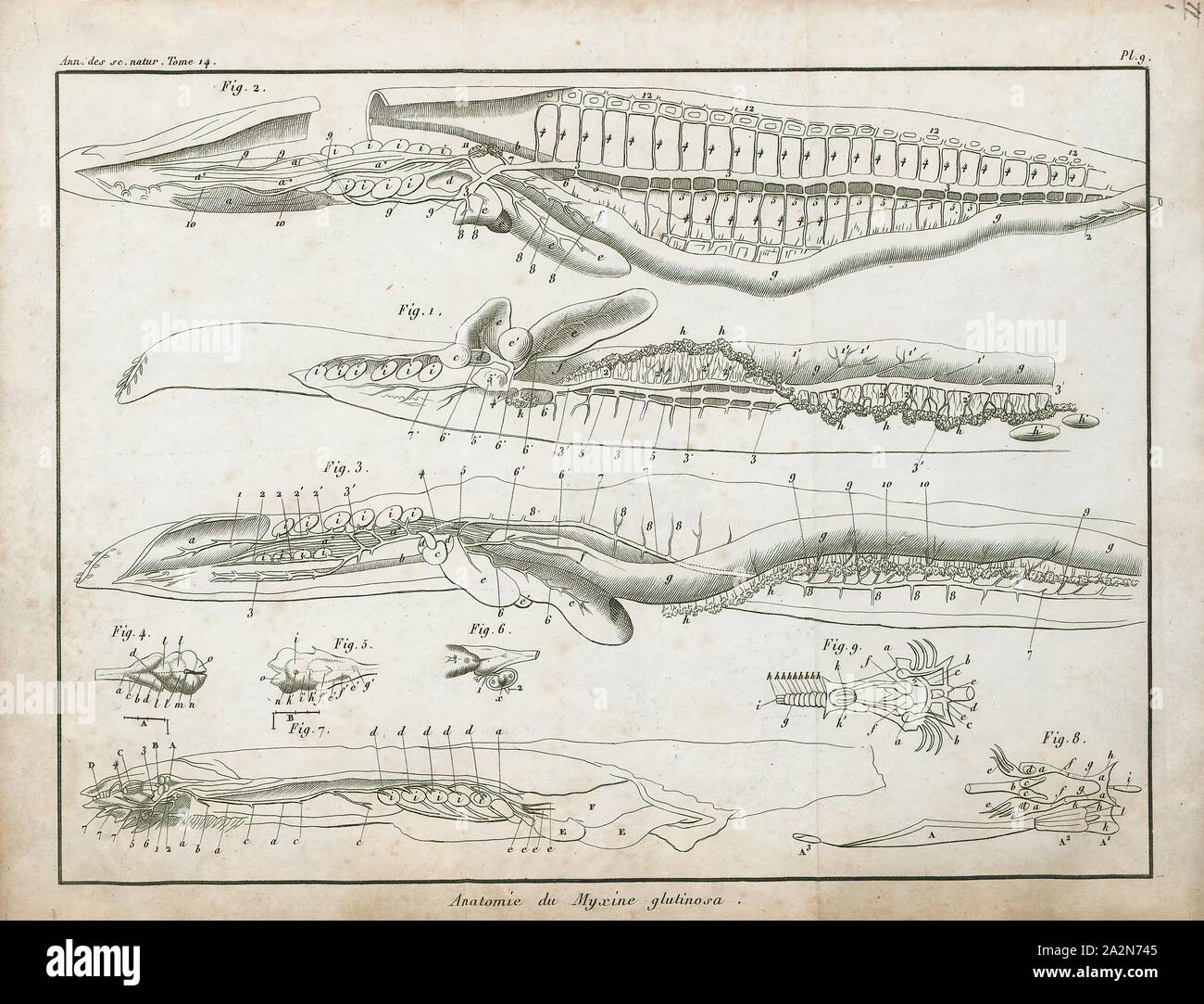 Myxine glutinosa Banque de photographies et d’images à haute résolution
