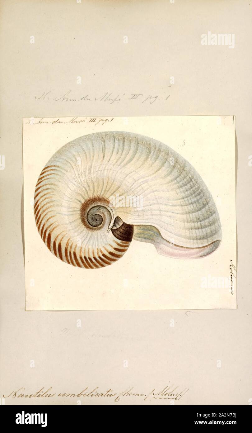 Nautilus umbilicatus, Imprimer, Allonautilus scrobiculatus, également connu sous le nom de nautilus croûté ou floues, Nautilus Nautilus est une espèce d'indigènes de l'eau autour de Guinée, en particulier les nouveaux Bretagne et Milne Bay, et les Îles Salomon. A. scrobiculatus est immédiatement reconnaissable par le grand ombilic, qui est autour de 20  % de la diamètre de la coquille à son point le plus large. Cette espèce, ainsi que l'A. perforatus étroitement liées, ont été initialement placée dans le genre Nautilus, mais qui ont été récemment donné leur propre genre en raison de différences morphologiques importantes. Les plus évidentes sont Banque D'Images