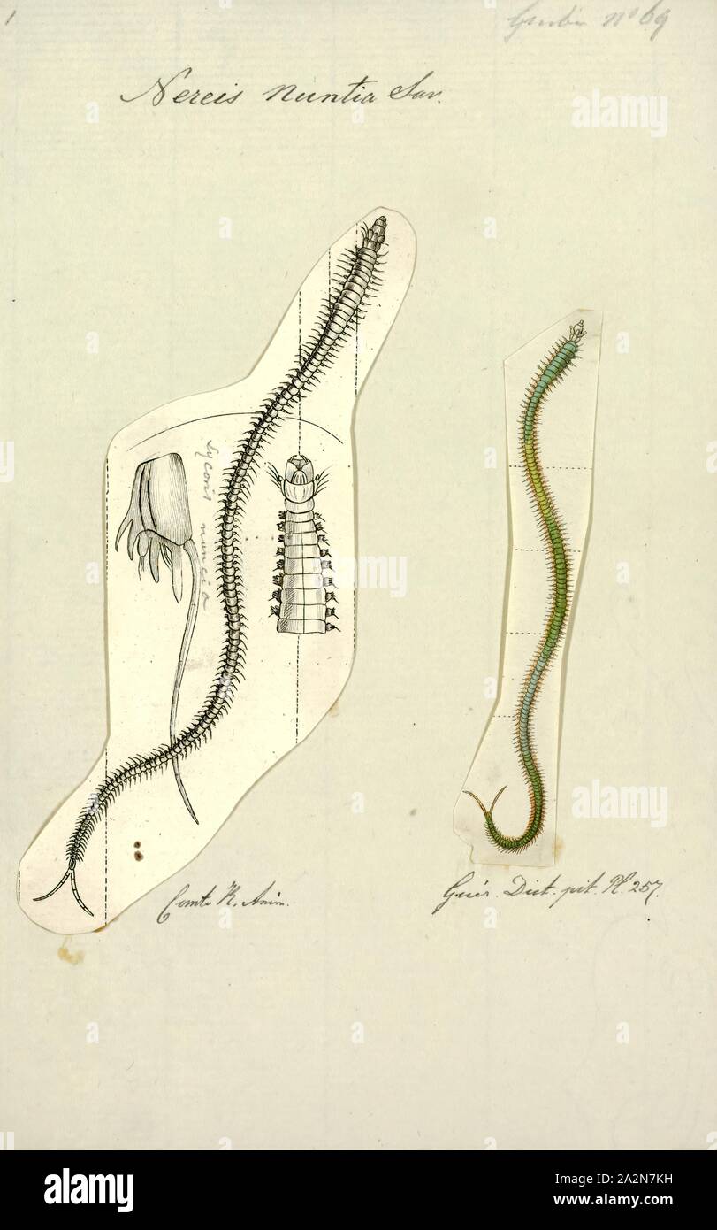 Nereis nuntia, Imprimer, Nereis est un genre de vers polychètes dans la famille Nereididae. Il comprend de nombreuses espèces, dont la plupart sont marines. Nereis possèdent des soies et parapodes de locomotion. Ils peuvent avoir deux types de soies, qui se trouvent sur le parapodes. Soies aciculaires fournir un soutien. Soies locomotrice sont pour ramper, et sont les poils qui sont visibles sur l'extérieur de l'Polychètes. Ils sont de forme cylindrique, trouvée non seulement dans les zones sablonneuses, et elles sont adaptées aux terrier. Souvent, ils s'accrochent à des herbiers de posidonies (herbe) ou autres sur les roches et parfois se rassembler dans de grands groupes. Ils Banque D'Images