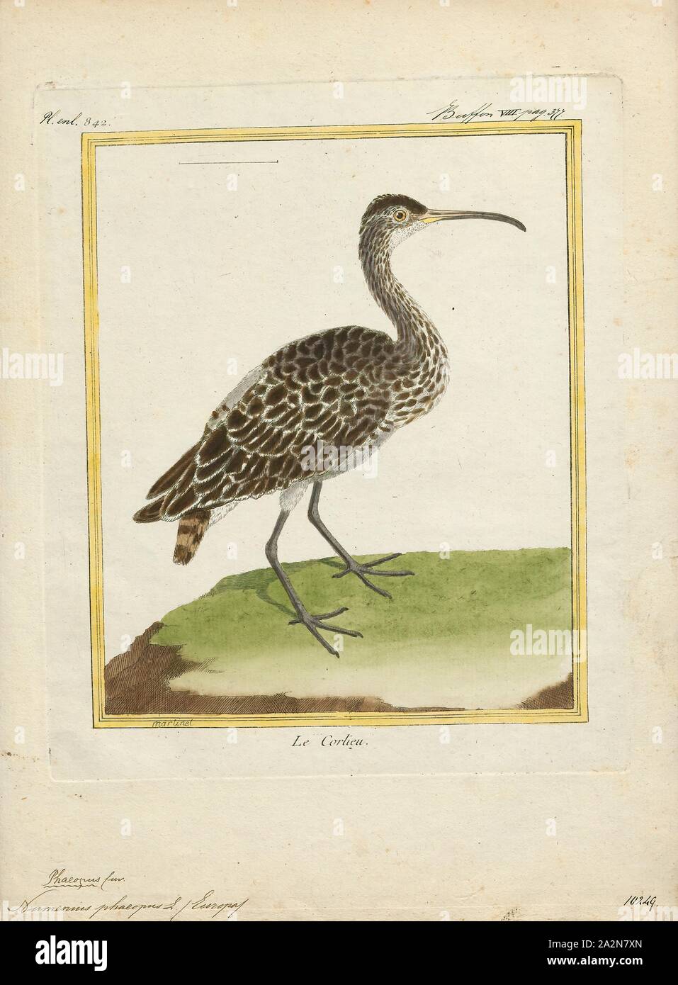 Numenius phaeopus, Imprimer, le courlis corlieu (Numenius phaeopus) est un échassier dans la grande famille des Anatidés. C'est l'une des plus importantes de l'élevage, les courlis subarctique dans une grande partie de l'Amérique du Nord, en Asie et en Europe jusqu'au sud de l'Écosse, 1700-1880. Banque D'Images