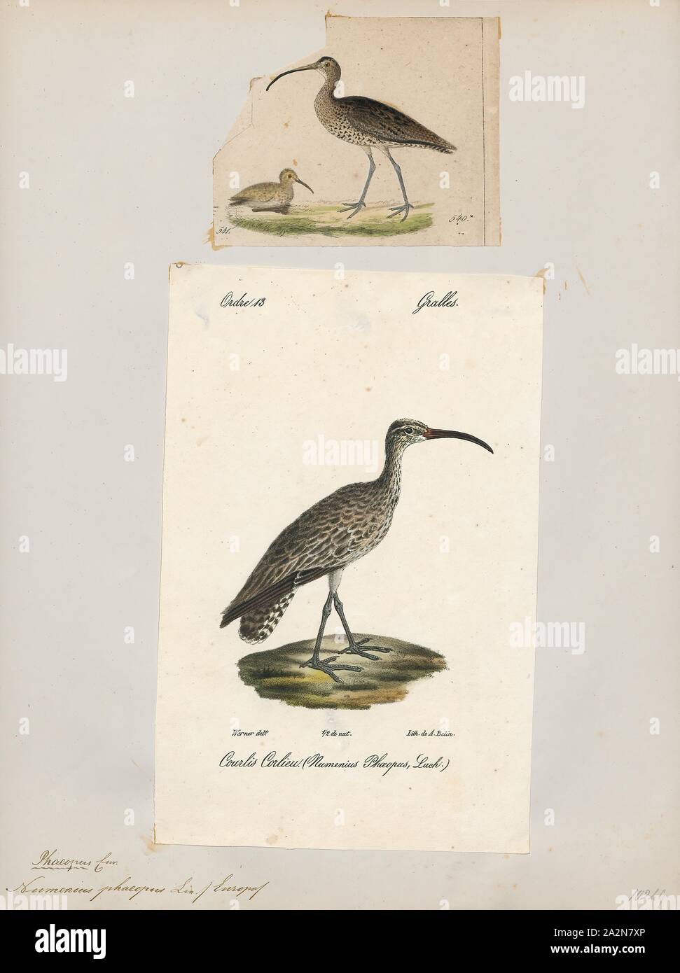 Numenius phaeopus, Imprimer, le courlis corlieu (Numenius phaeopus) est un échassier dans la grande famille des Anatidés. C'est l'une des plus importantes de l'élevage, les courlis subarctique dans une grande partie de l'Amérique du Nord, en Asie et en Europe jusqu'au sud de l'Écosse, 1700-1880. Banque D'Images