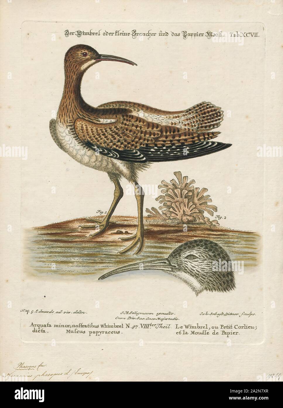 Numenius phaeopus, Imprimer, le courlis corlieu (Numenius phaeopus) est un échassier dans la grande famille des Anatidés. C'est l'une des plus importantes de l'élevage, les courlis subarctique dans une grande partie de l'Amérique du Nord, en Asie et en Europe jusqu'au sud de l'Écosse, 1700-1880. Banque D'Images