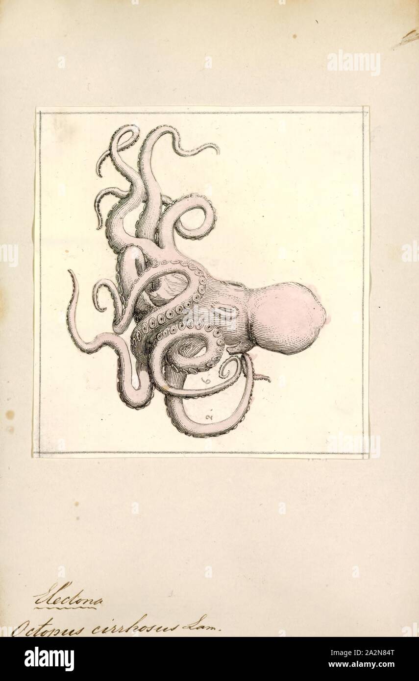 Octopus cirrhosus, Imprimer, le poulpe est un corps mou, huit membres de l'ordre de mollusques Octopoda. Environ 300 espèces sont reconnues, et l'ordre sont regroupées au sein de la classe des céphalopodes avec des calmars, seiches, et nautiloïdes. Comme les autres céphalopodes, le poulpe est bilatéralement symétriques avec deux yeux et un bec, avec sa bouche au point milieu de la huit membres ('tentacle' est utilisé comme un terme général pour les membres de céphalopodes ; cependant, dans un contexte teuthological ; 'arm' est utilisé pour faire référence à de tels membres inférieurs, tandis que 'tentacle' est réservé à l'alimentation des annexes non trouvé sur les poulpes). Le soft Banque D'Images