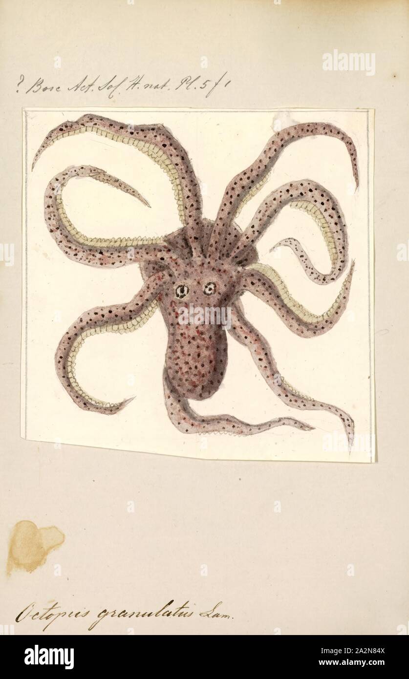 Octopus granulatus, Imprimer, le poulpe est un corps mou, huit membres de l'ordre de mollusques Octopoda. Environ 300 espèces sont reconnues, et l'ordre sont regroupées au sein de la classe des céphalopodes avec des calmars, seiches, et nautiloïdes. Comme les autres céphalopodes, le poulpe est bilatéralement symétriques avec deux yeux et un bec, avec sa bouche au point milieu de la huit membres ('tentacle' est utilisé comme un terme général pour les membres de céphalopodes ; cependant, dans un contexte teuthological ; 'arm' est utilisé pour faire référence à de tels membres inférieurs, tandis que 'tentacle' est réservé à l'alimentation des annexes non trouvé sur les poulpes). Le soft Banque D'Images