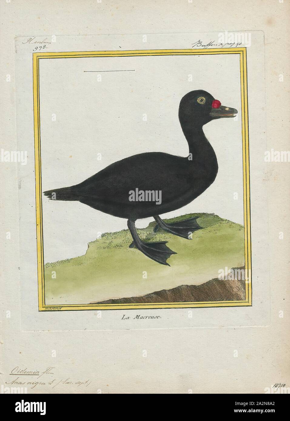 Oidemia nigra, Imprimer, la macreuse noire (Melanitta nigra) est un grand canard de mer, 43-54 cm (17 à 21 po) de longueur, qui se reproduit sur l'extrême nord de l'Europe et l'Asie à l'est de la rivière Olenyok. Le nom du genre est dérivé du grec melas, 'black Banque D'Images