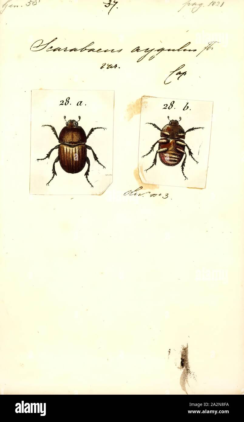 Onitis, Imprimer, Onitis est un genre de scarabées ou â€" dans la famille des Scarabaeoidea Banque D'Images