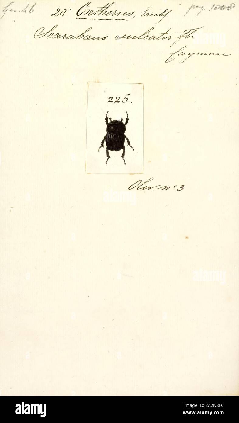 Ontherus Ontherus, Imprimer, est un genre de Scarabaeidae ou scarabées de la famille des Scarabaeoidea Banque D'Images