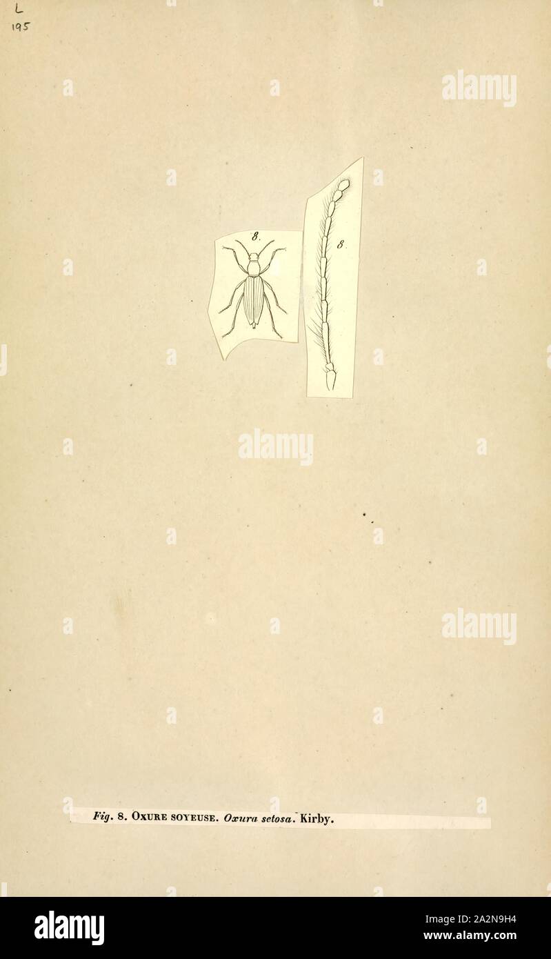 Oxyura, Imprimer, la raideur de l'harelde kakawi, Oxyura, font partie de la tribu des Oxyurini de canards. Le nom du genre est dérivé du grec oxus, 'Sharp Banque D'Images