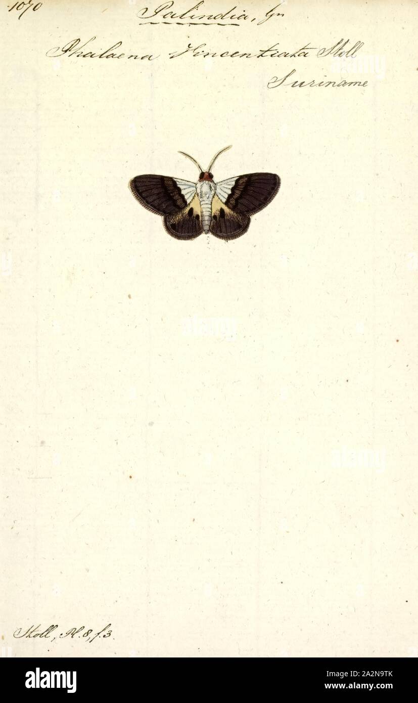 Palindia, Imprimer Eulepidotis est un genre de la famille des Erebidae érigée par Jacob Hübner en 1823 Banque D'Images