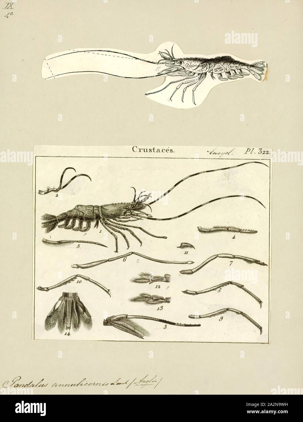 Pandalus annulicornis, Imprimer, Pandalus (crevettes d'eau froide) est une espèce de crevettes dans la famille Pandalidae. Les membres du genre sont de taille moyenne et vivent sur ou à proximité du fond marin. Certaines espèces font l'objet de pêche commerciale et sont capturés par le chalutage. Une espèce, Pandalus montagui, vit en association avec le récif des capacités ver polychète Sabellaria spinulosa, Banque D'Images