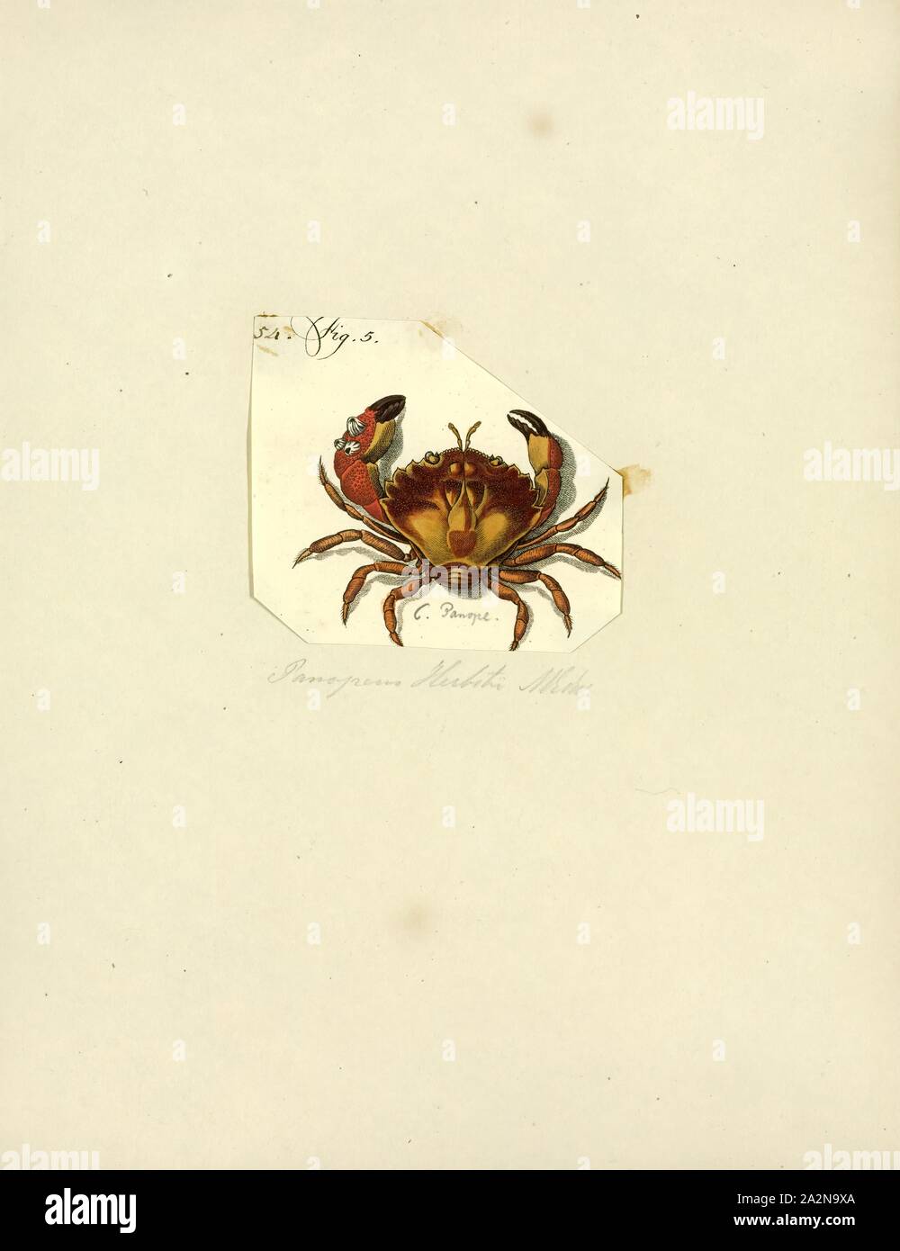 Panopeus herbstii herbstii Panopeus, impression, noir (le crabe de boue aux doigts griffus, noir-crabe de boue, de la boue de l'Atlantique ou du crabe commun parfois crabe de boue) est un vrai crabe, appartenant à l'infraordre Brachyura, c'est la plus vaste des crabes de boue Banque D'Images