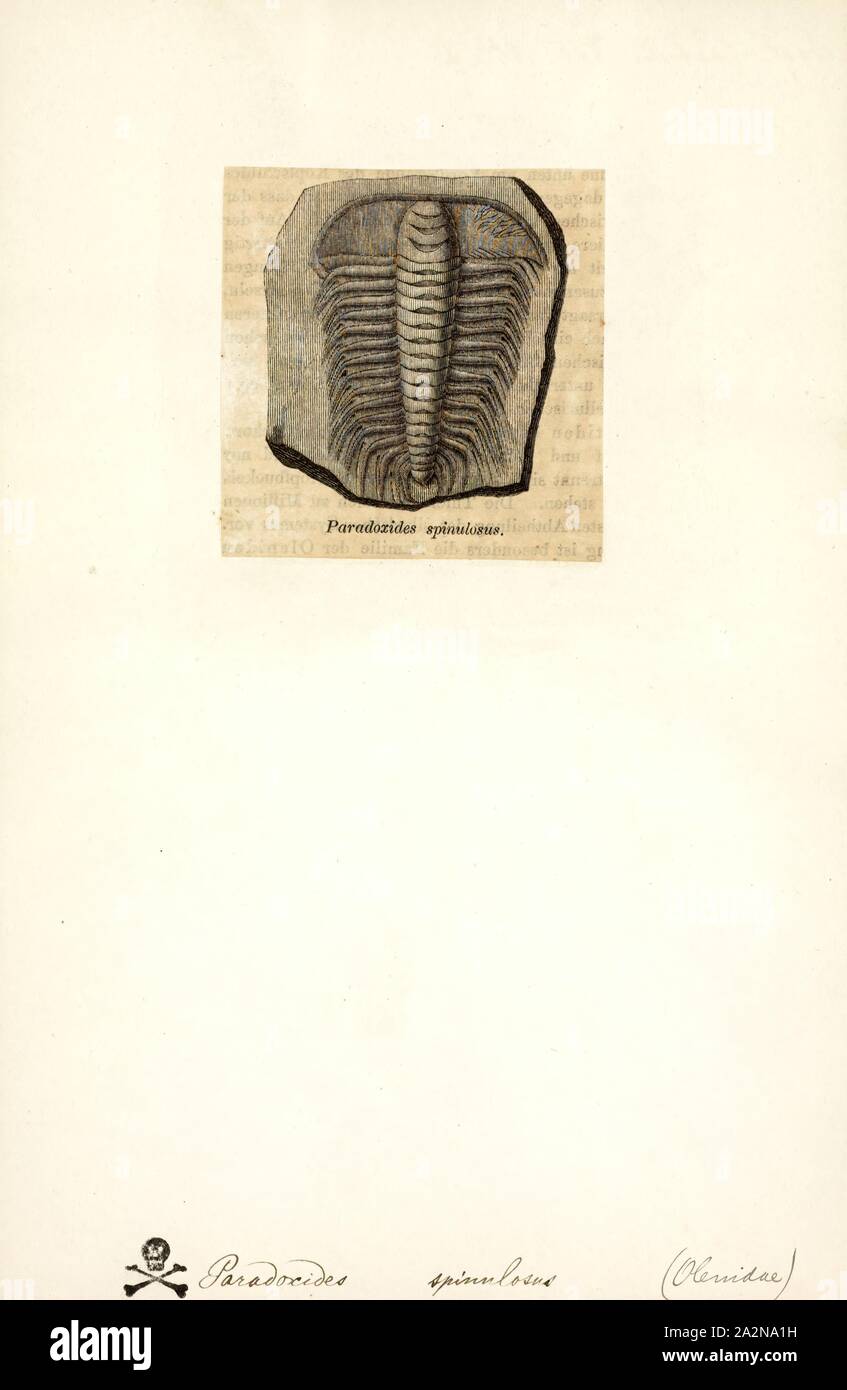 Paradoxides spinulosus, Imprimer, Paradoxides est un genre de gros à très gros trilobites trouvés dans le monde au cours de la période du Cambrien moyen. L'un des spécimen de Paradoxides davidis est de 37 cm (15 in). Il a une tête semi-circulaire, les joues se terminant chacun par un long et étroit, dos recourbé, et les yeux en forme de faucille, fournissant près de 360°, mais seulement dans le plan horizontal. Son tronc allongé était composé de 19 à 21 segments et est orné d'épines latérales recourbées, allongée. Son pygidium (bouclier caudal) a été relativement faible. Paradoxides est une caractéristique du Cambrien Banque D'Images