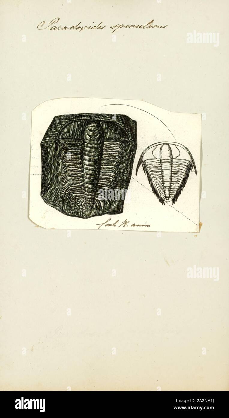 Paradoxides spinulosus, Imprimer, Paradoxides est un genre de gros à très gros trilobites trouvés dans le monde au cours de la période du Cambrien moyen. L'un des spécimen de Paradoxides davidis est de 37 cm (15 in). Il a une tête semi-circulaire, les joues se terminant chacun par un long et étroit, dos recourbé, et les yeux en forme de faucille, fournissant près de 360°, mais seulement dans le plan horizontal. Son tronc allongé était composé de 19 à 21 segments et est orné d'épines latérales recourbées, allongée. Son pygidium (bouclier caudal) a été relativement faible. Paradoxides est une caractéristique du Cambrien Banque D'Images