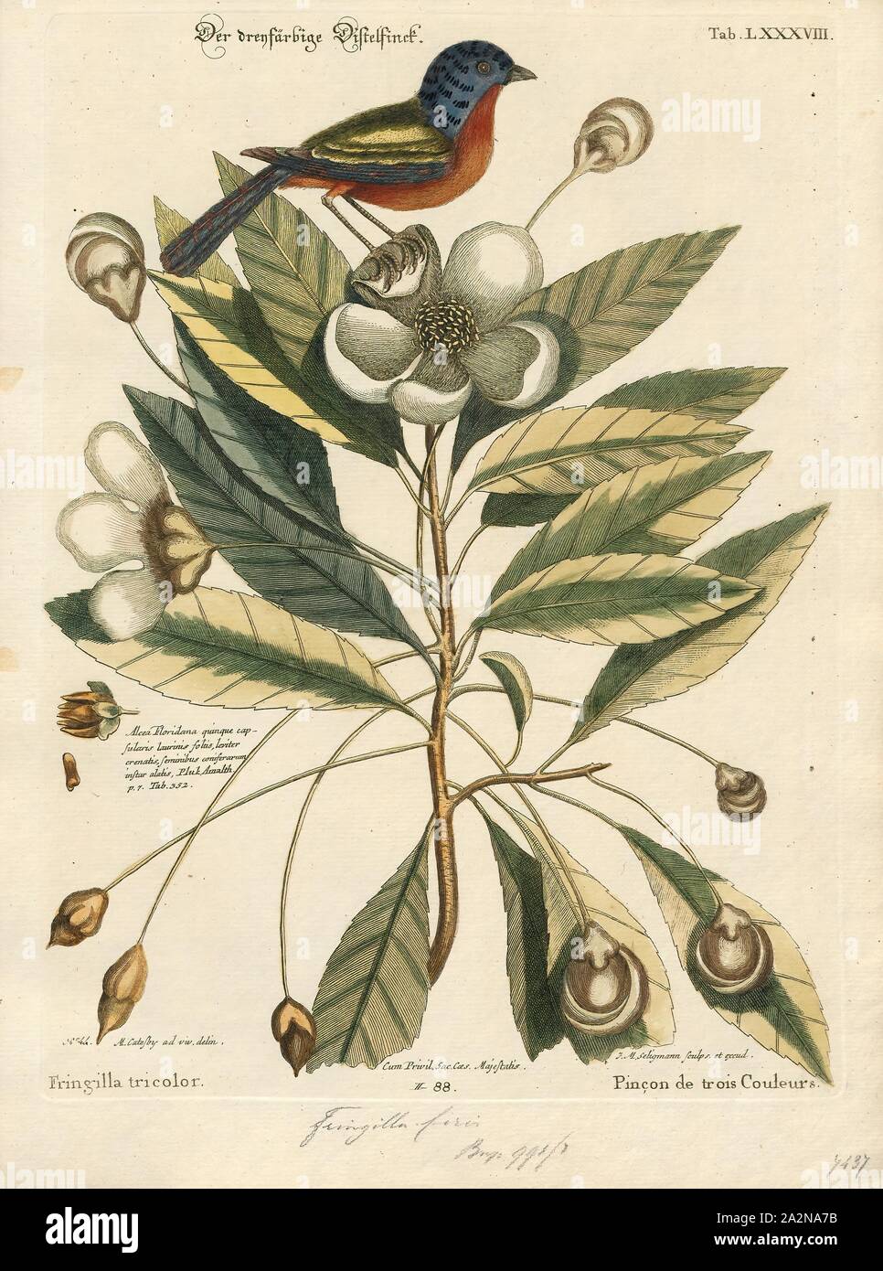 Passerina ciris, Imprimer, le painted bunting (Passerina ciris) est une espèce de passereau de la famille cardinal, Cardinalidae, qui est originaire d'Amérique du Nord. Le plumage coloré de l'homme ne vient qu'au cours de la deuxième année de vie ; au cours de la première année, ils ne peuvent être distingués de la femelle par une inspection minutieuse, 1700-1880. Banque D'Images