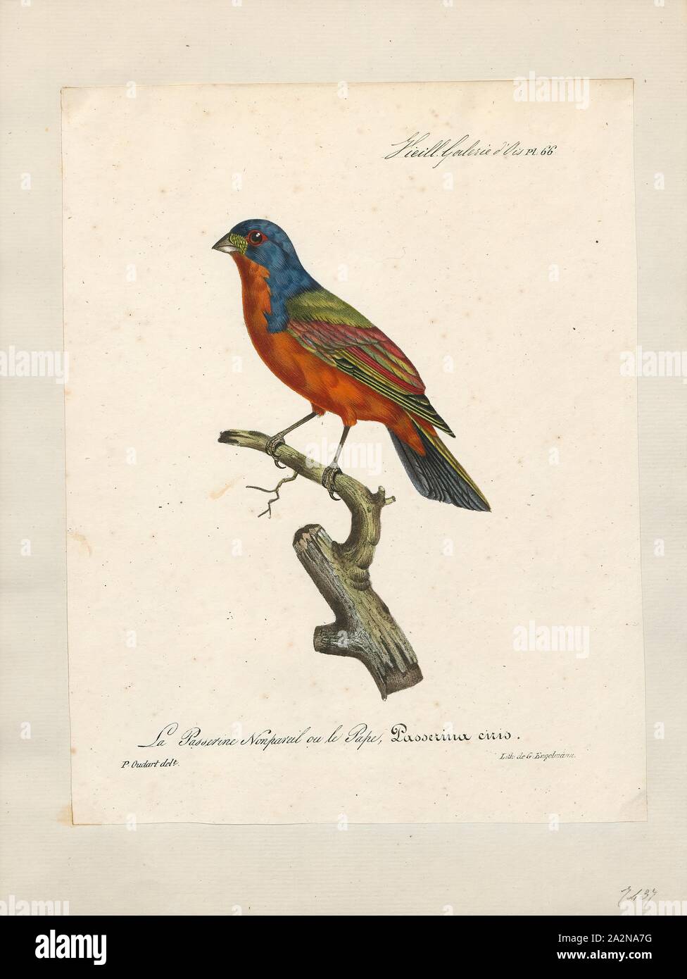 Passerina ciris, Imprimer, le painted bunting (Passerina ciris) est une espèce de passereau de la famille cardinal, Cardinalidae, qui est originaire d'Amérique du Nord. Le plumage coloré de l'homme ne vient qu'au cours de la deuxième année de vie ; au cours de la première année, ils ne peuvent être distingués de la femelle par une inspection minutieuse, 1825-1834. Banque D'Images
