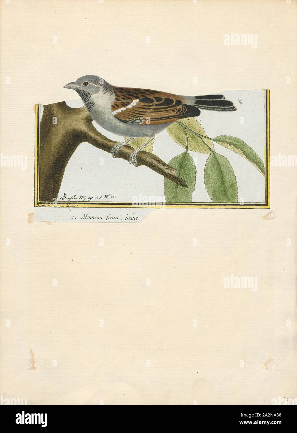 Passer domesticus, Imprimer, le moineau domestique (Passer domesticus) est un oiseau de la famille Passeridae, trouvés dans la plupart des régions du monde. C'est un petit oiseau qui a une longueur de 16 cm (6.3 in) et une masse de 24-39,5 g (0,85 oz) de 1,39. Les femelles et les jeunes oiseaux sont de couleur brun pâle et gris, et les hommes sont plus lumineux, blanc, noir et marron. L'un des quelque 25 espèces du genre passer, le moineau domestique est originaire d'une grande partie de l'Europe, le bassin méditerranéen, et une grande partie de l'Asie. L'introduction intentionnelle ou accidentelle à de nombreuses régions, y compris certaines parties de l'Australasie Banque D'Images