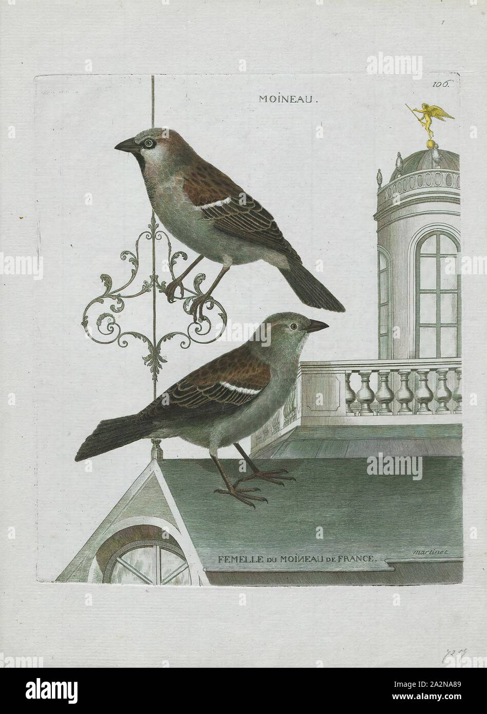 Passer domesticus, Imprimer, le moineau domestique (Passer domesticus) est un oiseau de la famille Passeridae, trouvés dans la plupart des régions du monde. C'est un petit oiseau qui a une longueur de 16 cm (6.3 in) et une masse de 24-39,5 g (0,85 oz) de 1,39. Les femelles et les jeunes oiseaux sont de couleur brun pâle et gris, et les hommes sont plus lumineux, blanc, noir et marron. L'un des quelque 25 espèces du genre passer, le moineau domestique est originaire d'une grande partie de l'Europe, le bassin méditerranéen, et une grande partie de l'Asie. L'introduction intentionnelle ou accidentelle à de nombreuses régions, y compris certaines parties de l'Australasie Banque D'Images