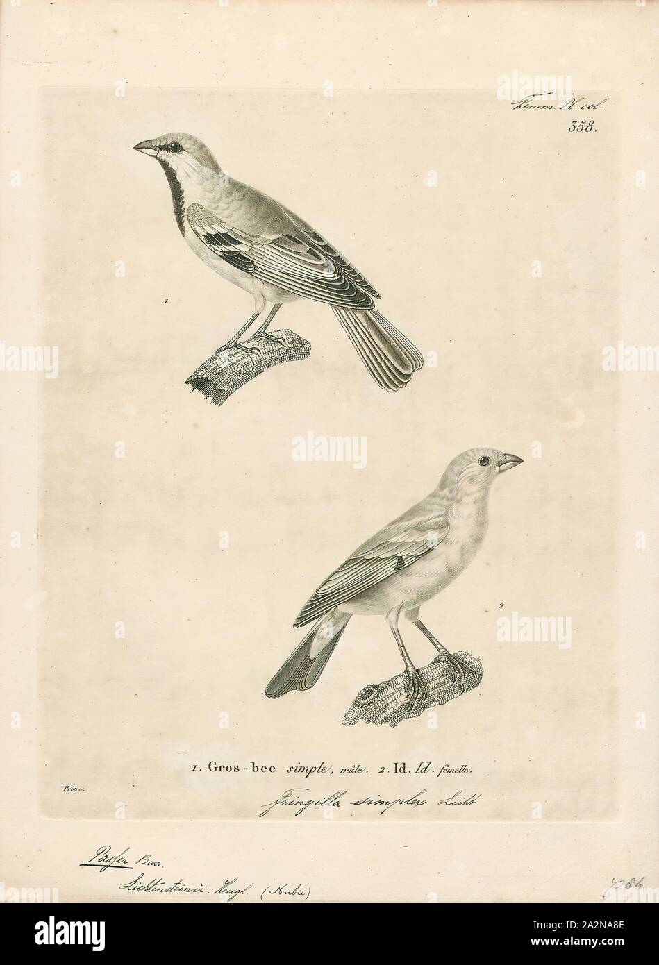 Passer lichtensteinii, Imprimer, passer est un genre de passereaux, aussi connu comme le vrai moineaux. Le genre comprend le moineau domestique et le Canard souchet, parmi les plus courants, les oiseaux dans le monde. Ils sont de petits oiseaux avec de gros projets pour manger les graines, et sont pour la plupart une couleur grise ou brune. Originaire de l'Ancien Monde, certaines espèces ont été introduites dans le monde entier., 1700-1880 Banque D'Images