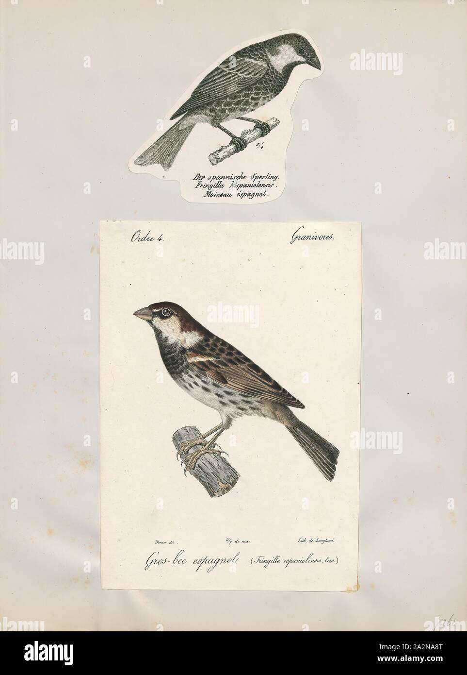 Passer salicicola, Imprimer, passer est un genre de passereaux, aussi connu comme le vrai moineaux. Le genre comprend le moineau domestique et le Canard souchet, parmi les plus courants, les oiseaux dans le monde. Ils sont de petits oiseaux avec de gros projets pour manger les graines, et sont pour la plupart une couleur grise ou brune. Originaire de l'Ancien Monde, certaines espèces ont été introduites dans le monde entier., 1700-1880 Banque D'Images