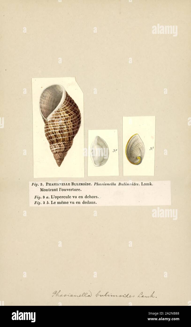 Phasianella, Imprimer, Phasianella nom commun, le faisan de coquillages,  est un genre de petits escargots de mer avec un opercule calcaire et d'un  shell à motifs colorés de la famille Phasianellidae Photo